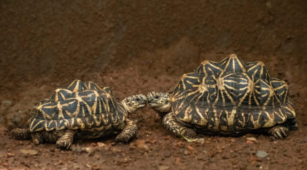 Tínedžerka pašovala na tele 30 chránených korytnačiek. Zatkli ju na letisku v Bangkoku