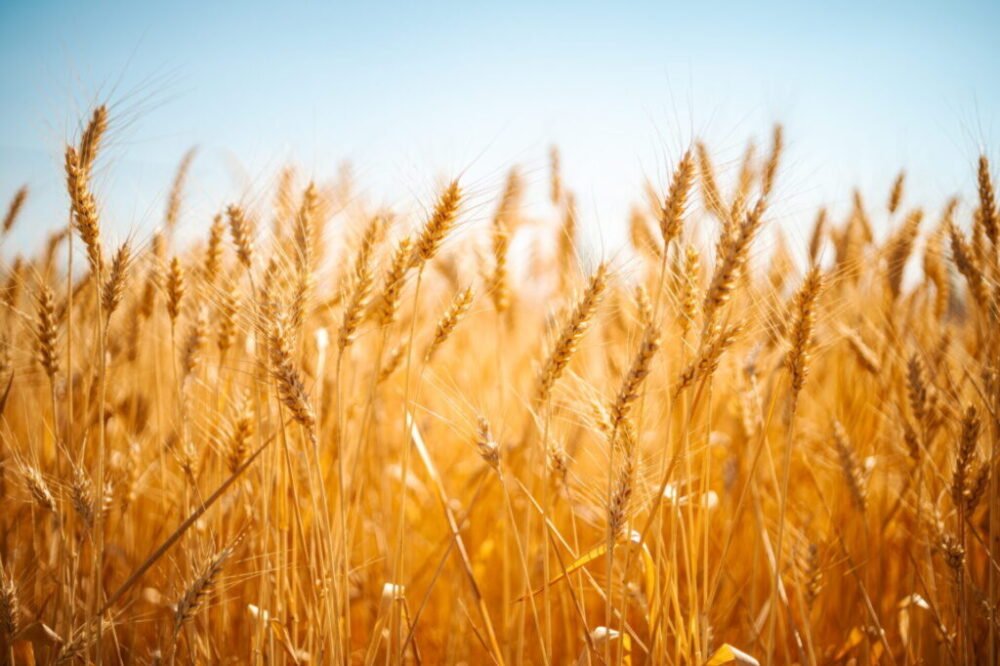 Izraelský importér odmietol prevziať loď s údajne ukradnutým ukrajinským obilím