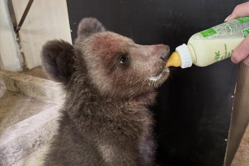 ZOO v Košiciach otvorila svoju jubilejnú 40. sezónu, najväčšiu pozornosť pútal nový prírastok