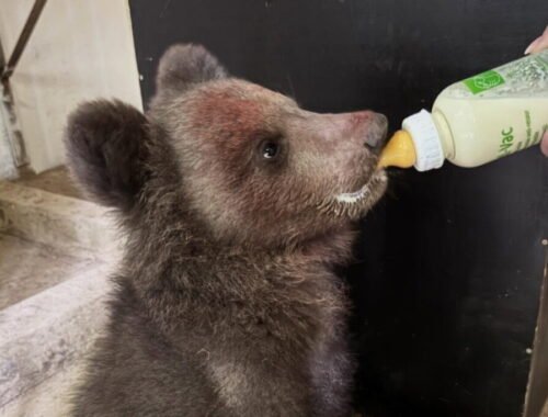 ZOO v Košiciach otvorila svoju jubilejnú 40. sezónu, najväčšiu pozornosť pútal nový prírastok