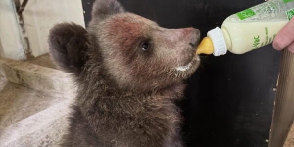 ZOO v Košiciach otvorila svoju jubilejnú 40. sezónu, najväčšiu pozornosť pútal nový prírastok