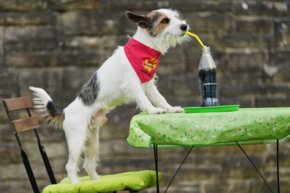 69088_aptopix_germany_dog_show_79575-672x448.jpg Top foto dňa (4. máj 2026): Filmový pes, Sysľovské polia, repka olejná a cisterna s ropou v Iraku