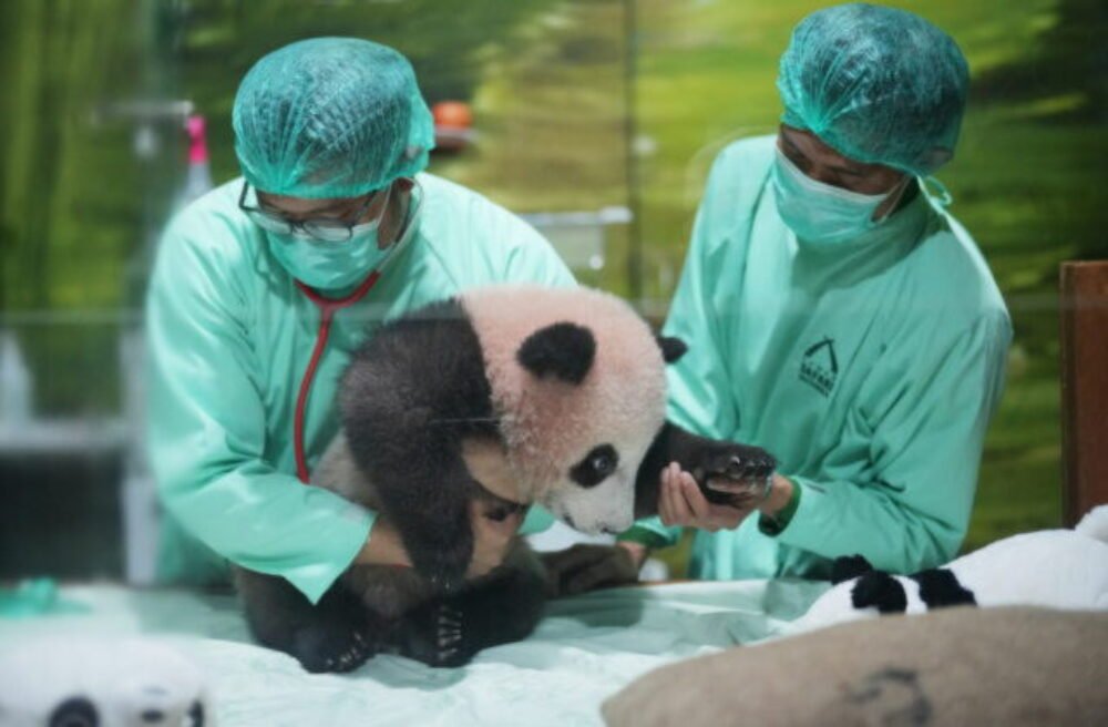 Top foto dňa (15. máj 2026): Plávajúci most, mláďa pandy, silueta veže, protest s hrncami a bitka robotov