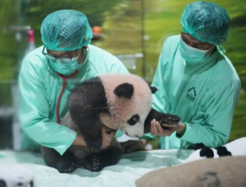 Top foto dňa (15. máj 2026): Plávajúci most, mláďa pandy, silueta veže, protest s hrncami a bitka robotov