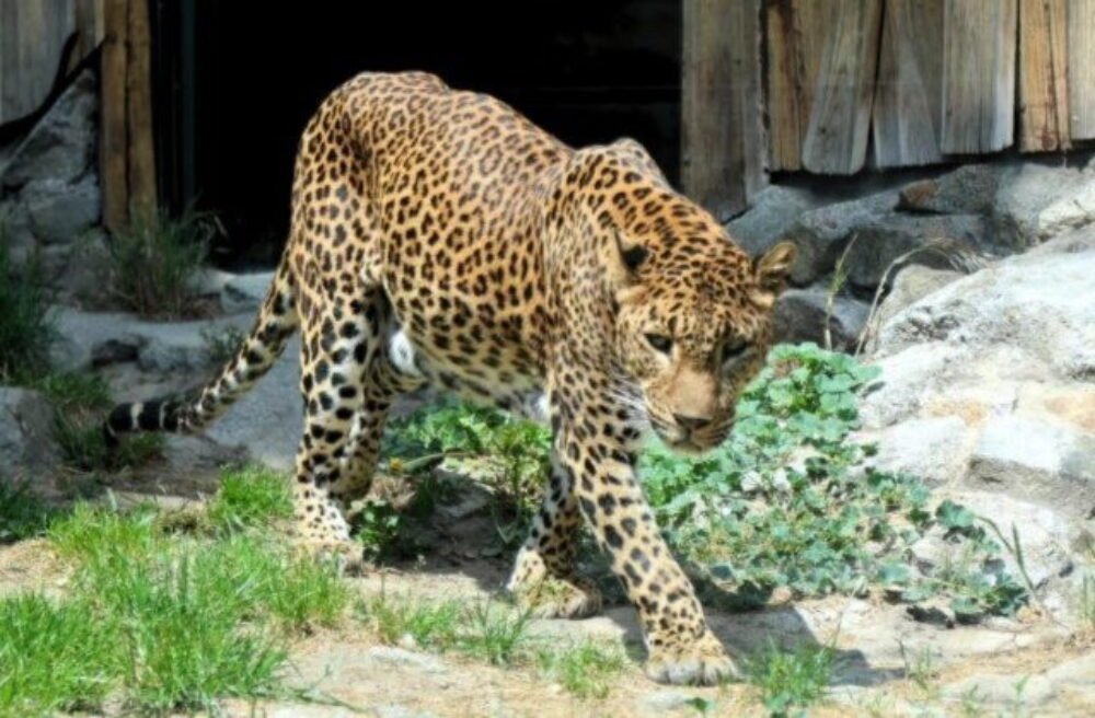 71899_zoo-bratislava2-640x420.jpg ZOO Bratislava otvorila zmodernizovaný pavilón šeliem, zvyšuje tak komfort zvierat aj návštevníkov – FOTO