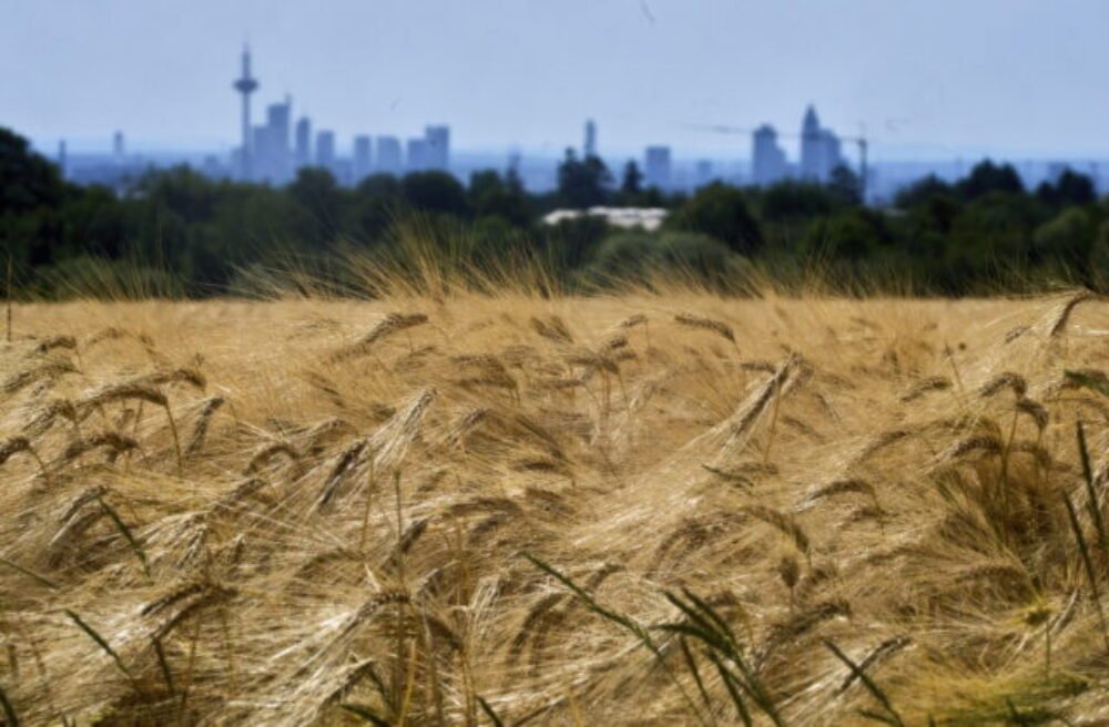 73052_aptopix_germany_weather_60138-640x420.jpg Nové pravidlá EÚ otvoria cestu rastlinám odolnejším voči suchu, škodcom aj klimatickým zmenám