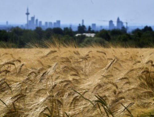 Nové pravidlá EÚ otvoria cestu rastlinám odolnejším voči suchu, škodcom aj klimatickým zmenám