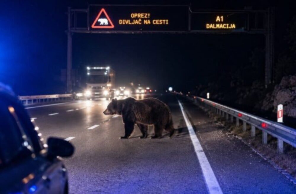 73179_medvjed-autocesta-640x420.jpg Medveď na diaľnici A1 v Chorvátsku. Úrady varujú vodičov, aby boli pozorní