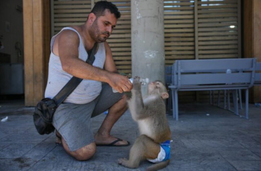 Top foto dňa (26. jún 2026): Ochladzovanie opičky, zemetrasenie vo Venezuele, kačička Merlin a útok
