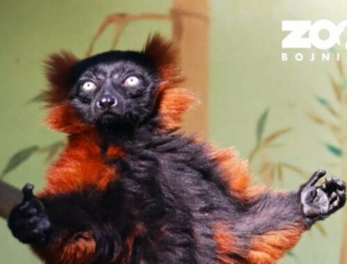 V bojnickej zoo vyhlásili pátranie po lemurovi, pravdepodobne utiekol počas noci – FOTO