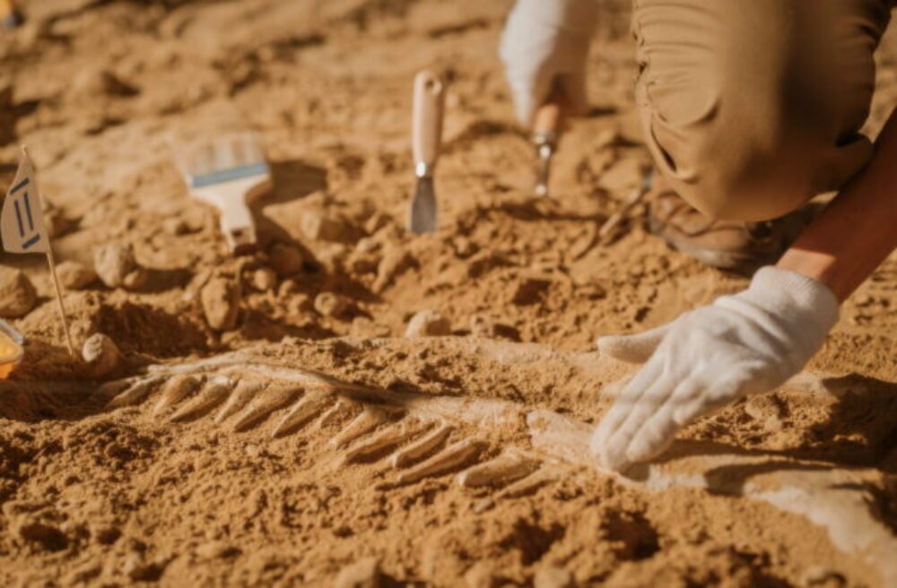 Vedci objavili v Zimbabwe nový druh 210 miliónov rokov starého dinosaura