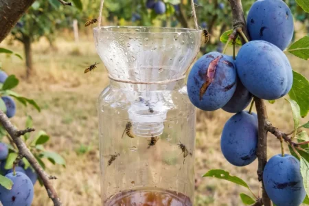 Osy obsadili dozrievajúce ovocie? Najúčinnejšia ochrana nie je pasca ani odpudzovač, ale jednoduchý krok pri zbere