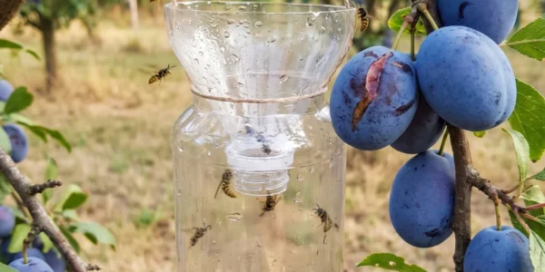 Osy obsadili dozrievajúce ovocie? Najúčinnejšia ochrana nie je pasca ani odpudzovač, ale jednoduchý krok pri zbere